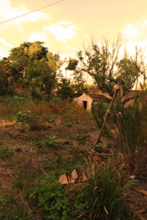 Part of the vegetable garden at Centro Tinkuy - Gracias a la Vida Association in Sintra