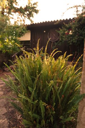 Green outside at Centro Tinkuy - Gracias a la Vida Association in Sintra