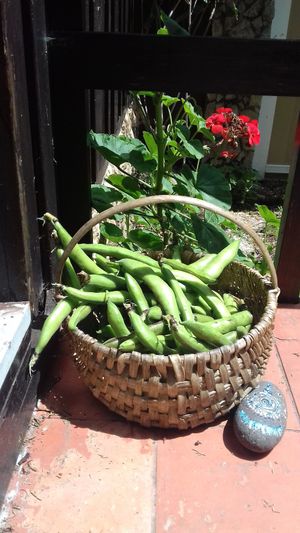 from our organic garden to the table :)
#veganportugal #organicfood #centrotinkuy #sintraportugal at Centro Tinkuy - Gracias a la Vida Association in Sintra