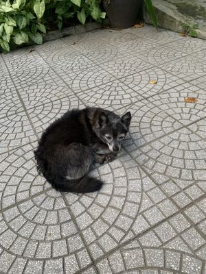   at The Garden Cafe & Vegetarian Food in Hue