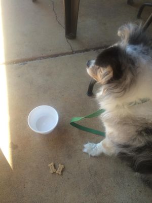 Water and treats for doggies too! at Grounds For Coffee in Clearfield