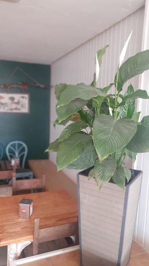 Plantas preciosas at The Hangover Corner in Ibiza