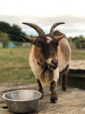  at Hempsall Farm Vegan Glamping in Cambridge