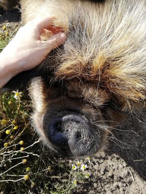  at Hempsall Farm Vegan Glamping in Cambridge