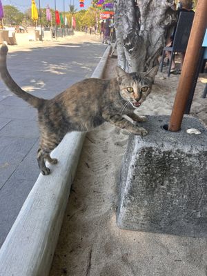 Bonus they have a friendly cat called Victoria who visits daily   at Kekeb Restaurant in Nusa Dua