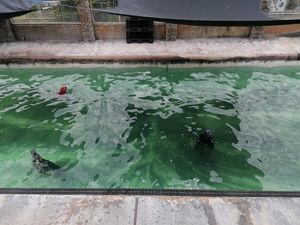  at SEA LIFE Trust Cornish Seal Sanctuary in Helston