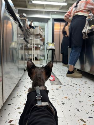 Our little helper Geegee x  at Friends U Can Keep in Macau