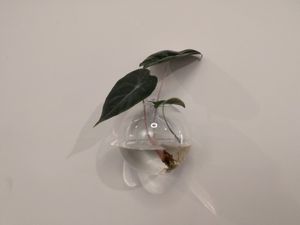 Alocasia at Glacë Manufaktur in Trier