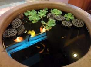 fish pond feng shui at Tubi in Ho Chi Minh City