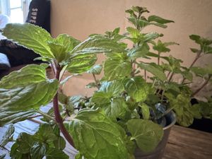 mint  at Blaupause in Luebeck