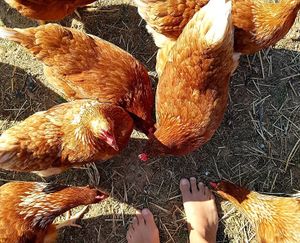 the have so many cute chicken  at Biohof Zum Grünen Baum in Porrau