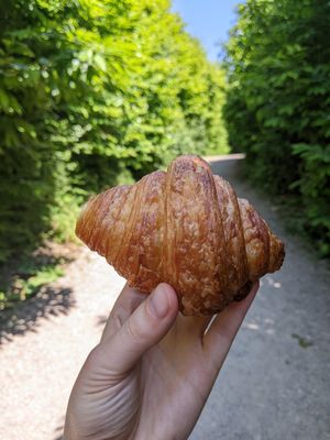Plain croissant at Alex Gooch in Monmouth