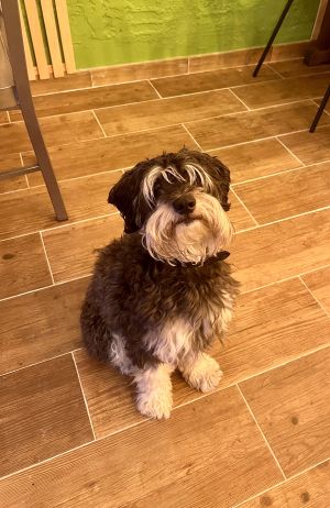 El camarero Marshall muy pendiente 🥰  at La Huella Vegana - Sandoval  in Madrid