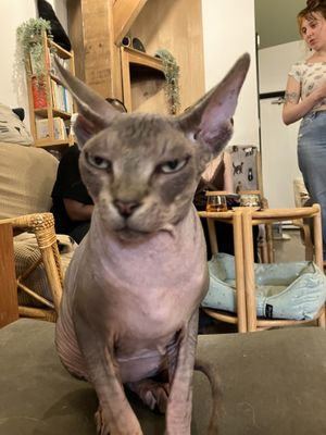   at Canterbury Tails Cat Cafe in Canterbury