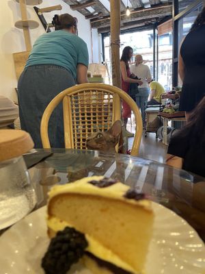   at Canterbury Tails Cat Cafe in Canterbury