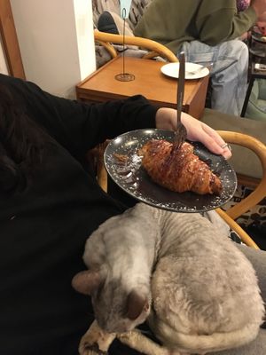   at Canterbury Tails Cat Cafe in Canterbury