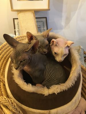   at Canterbury Tails Cat Cafe in Canterbury