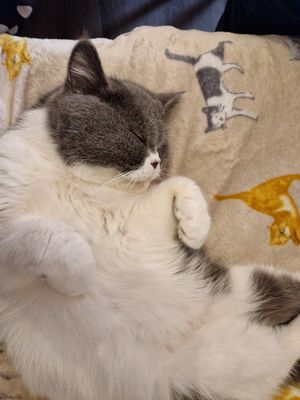  at Canterbury Tails Cat Cafe in Canterbury