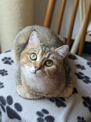  at Canterbury Tails Cat Cafe in Canterbury