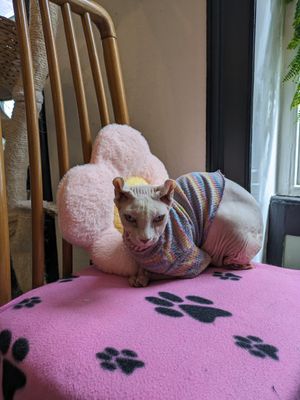  at Canterbury Tails Cat Cafe in Canterbury