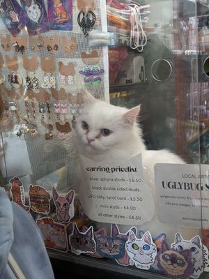  at Canterbury Tails Cat Cafe in Canterbury