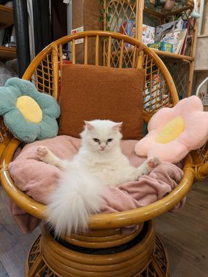  at Canterbury Tails Cat Cafe in Canterbury