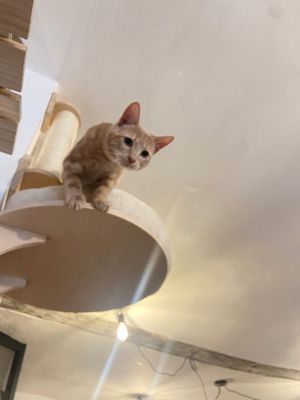  at Canterbury Tails Cat Cafe in Canterbury