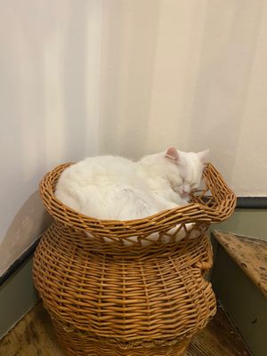  at Canterbury Tails Cat Cafe in Canterbury