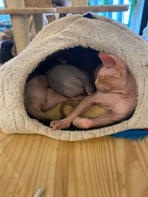  at Canterbury Tails Cat Cafe in Canterbury