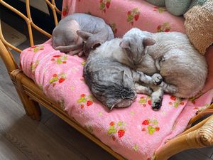  at Canterbury Tails Cat Cafe in Canterbury