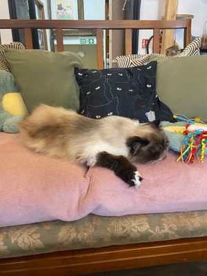  at Canterbury Tails Cat Cafe in Canterbury