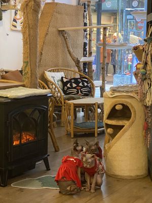 Sphinx cats huddled in front of the furnace!  at Canterbury Tails Cat Cafe in Canterbury