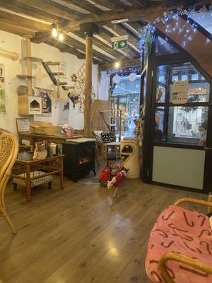 Downstairs  at Canterbury Tails Cat Cafe in Canterbury