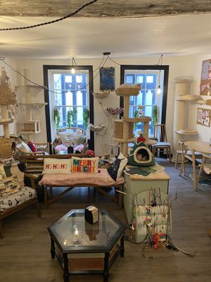 Upstairs  at Canterbury Tails Cat Cafe in Canterbury