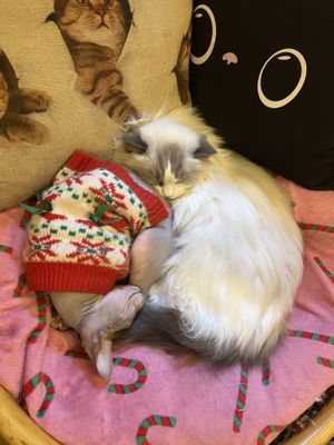   at Canterbury Tails Cat Cafe in Canterbury