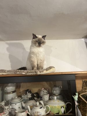   at Canterbury Tails Cat Cafe in Canterbury