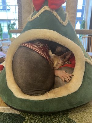   at Canterbury Tails Cat Cafe in Canterbury