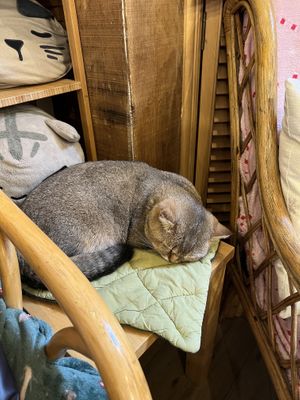   at Canterbury Tails Cat Cafe in Canterbury