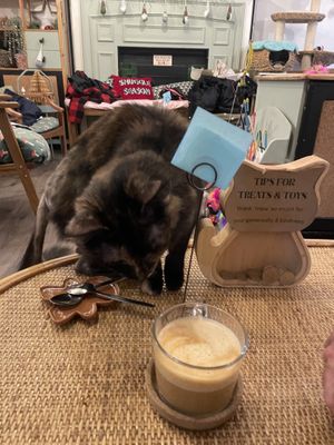   at Canterbury Tails Cat Cafe in Canterbury