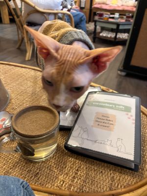  at Canterbury Tails Cat Cafe in Canterbury