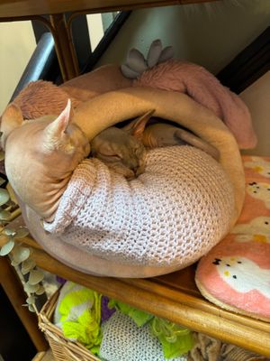  at Canterbury Tails Cat Cafe in Canterbury