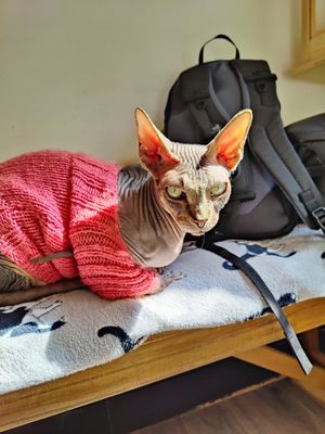  at Canterbury Tails Cat Cafe in Canterbury