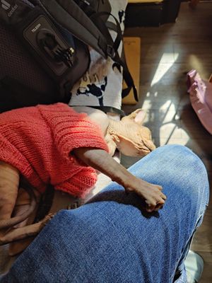  at Canterbury Tails Cat Cafe in Canterbury