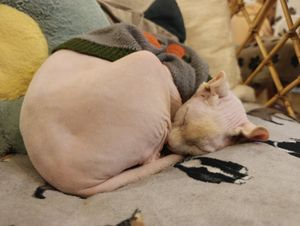  at Canterbury Tails Cat Cafe in Canterbury