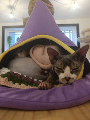  at Canterbury Tails Cat Cafe in Canterbury