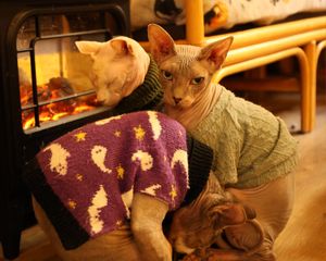  at Canterbury Tails Cat Cafe in Canterbury