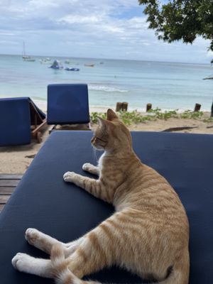   at Blue Lagoon Resort in Nacula Island