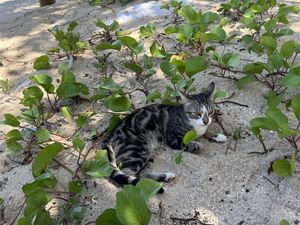   at Blue Lagoon Resort in Nacula Island