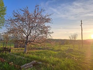 Apple tree and the sunset at House Koliba in Janja Gora