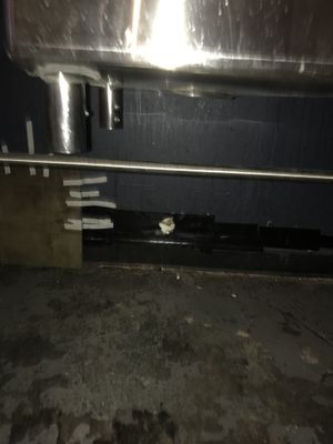   at Oasis Tea Zone in Seattle